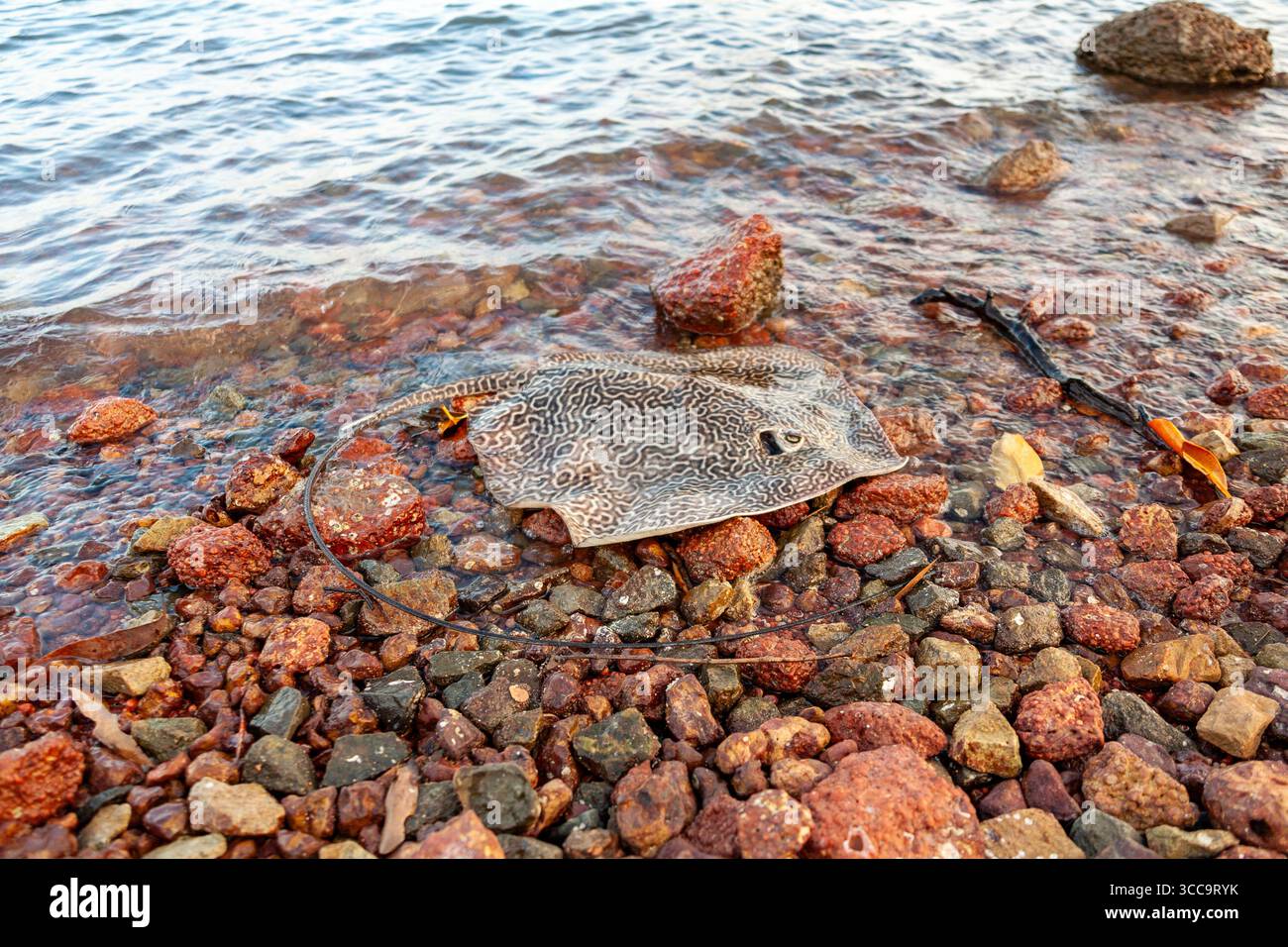 Tote australische Whipray Strand Seite auf Pateobatis schlicht Whipray Leoparden wie Hautmuster Leoparden, die Himantura Leoparden Long Tail Fishing Wast Stockfoto
