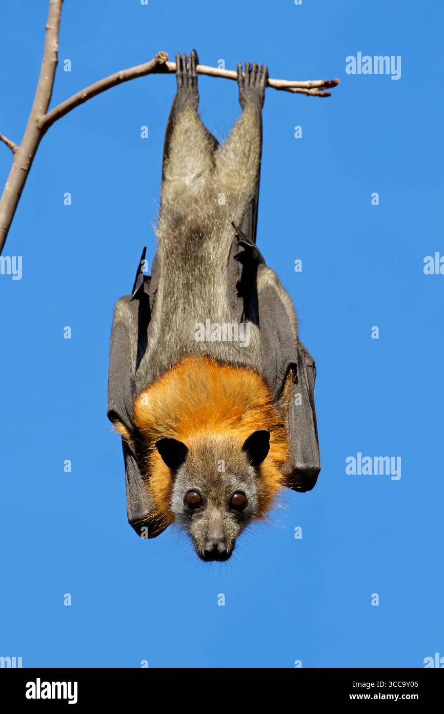 Ein grauköpfiger Flying Fox (Pteropus poliocephalus), der tagsüber in einem Baum hängt, South Australia Stockfoto