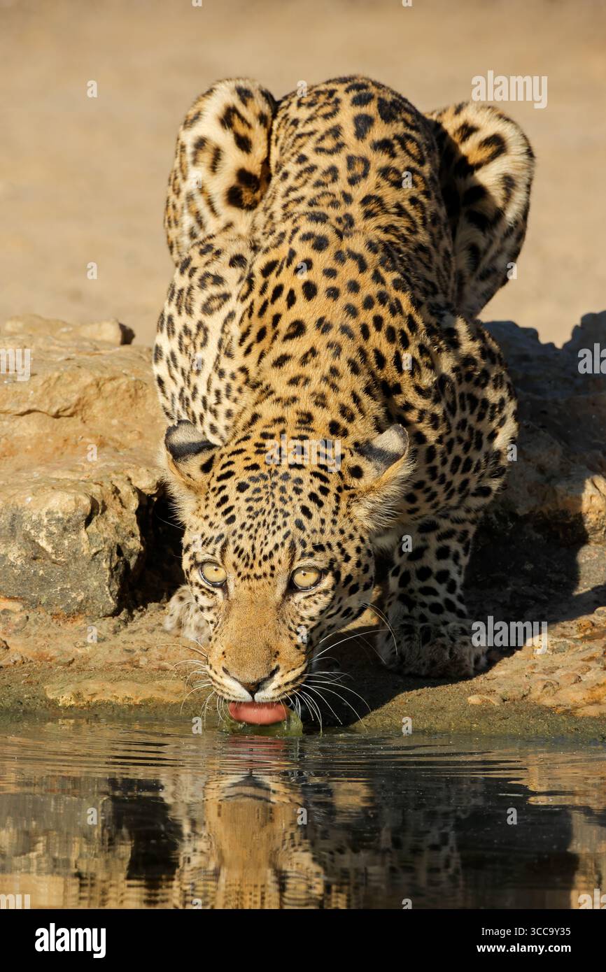 Ein Alarmleopard (Panthera pardus) Trinkwasser, Kalahari Wüste, Südafrika Stockfoto