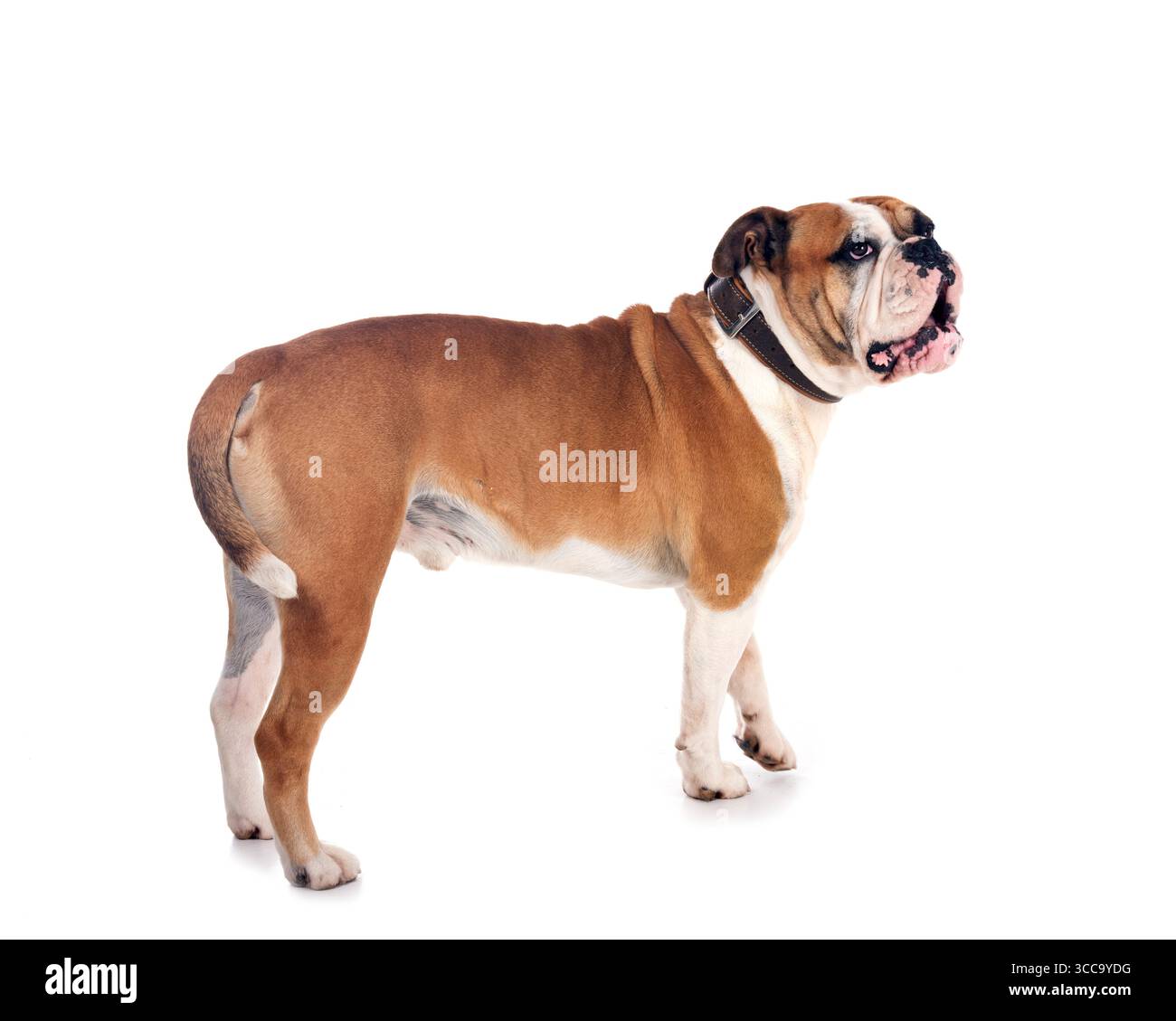 Kontinentale Bulldogge vor weißem Hintergrund Stockfoto