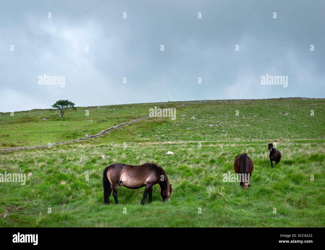 Halb wilde Ponys grasen in der wunderschönen Landschaft des Moors im nationalen Naturschutzgebiet dartmoor Stockfoto