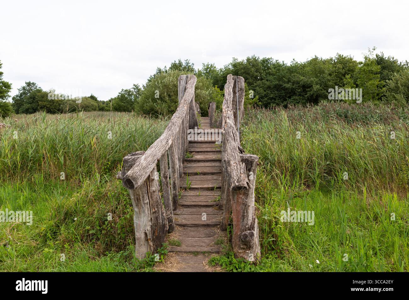Hölzerne Wanderbrücke Feuchtgebiet 'Hageven' in Belgien Stockfoto