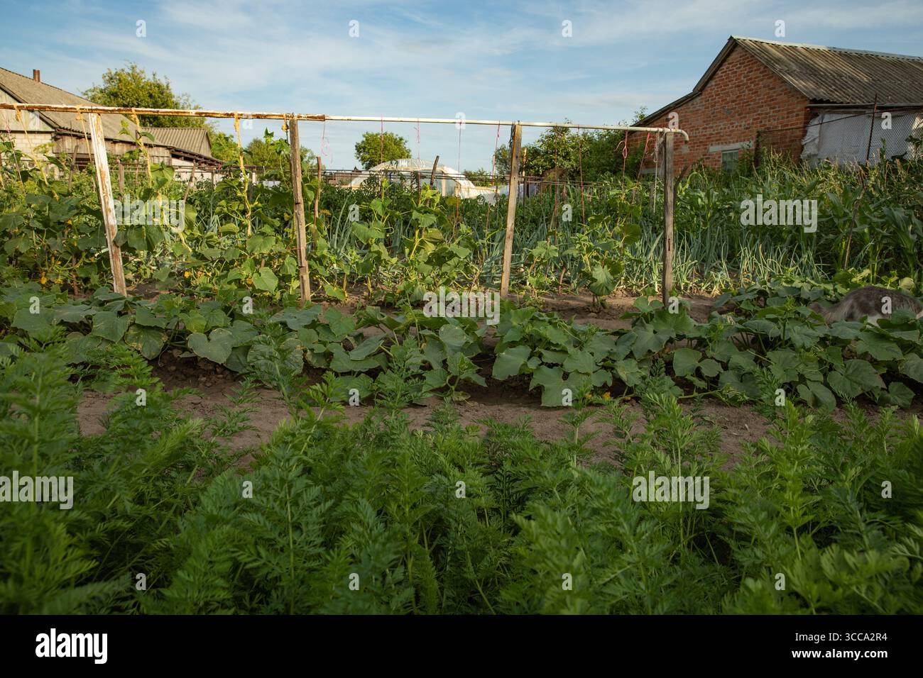 Ländlicher Gemüsegarten mit Gurkenpflanzen, die auf Spalier wachsen, Karottenspitzen im Vordergrund und einer grauen Katze unter den Pflanzen. Konzept der Landwirtschaft, GA Stockfoto