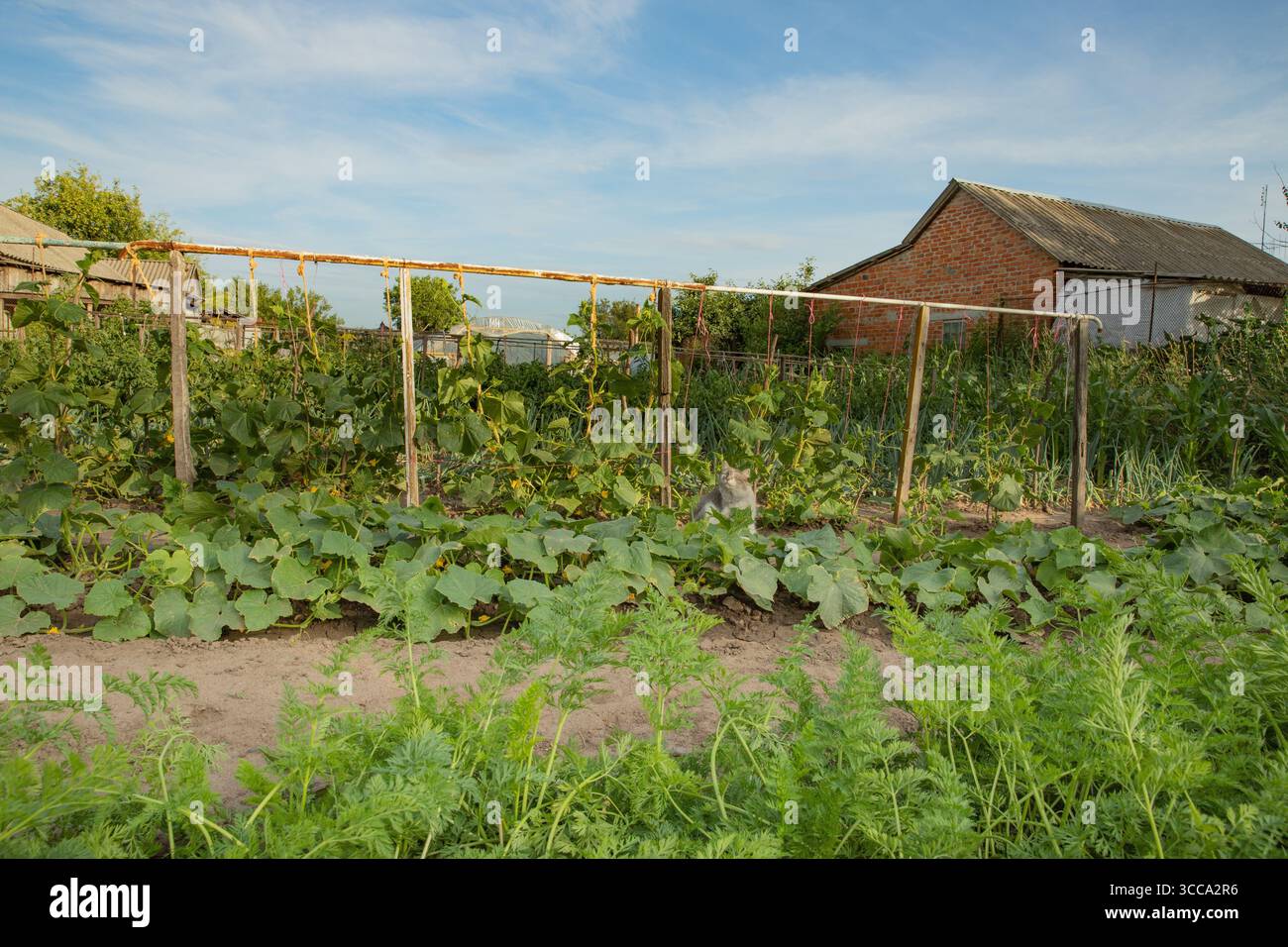 Ländlicher Gemüsegarten mit Gurkenpflanzen, die auf Spalier wachsen, Karottenspitzen im Vordergrund und einer grauen Katze unter den Pflanzen. Konzept der Landwirtschaft, GA Stockfoto
