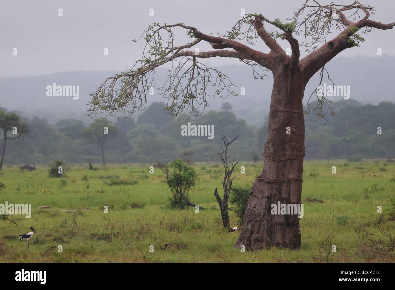 Sattelschnabelstörche neben einem Baobab-Baum Stockfoto