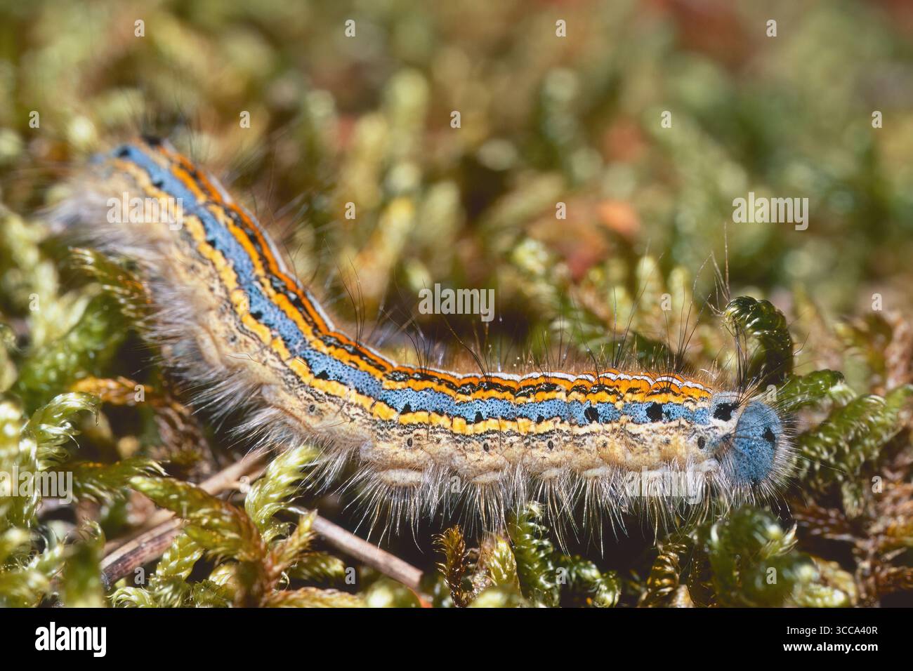 raupe von Lakaienmotten, Malacosoma neustria, Lasiocampidae Stockfoto