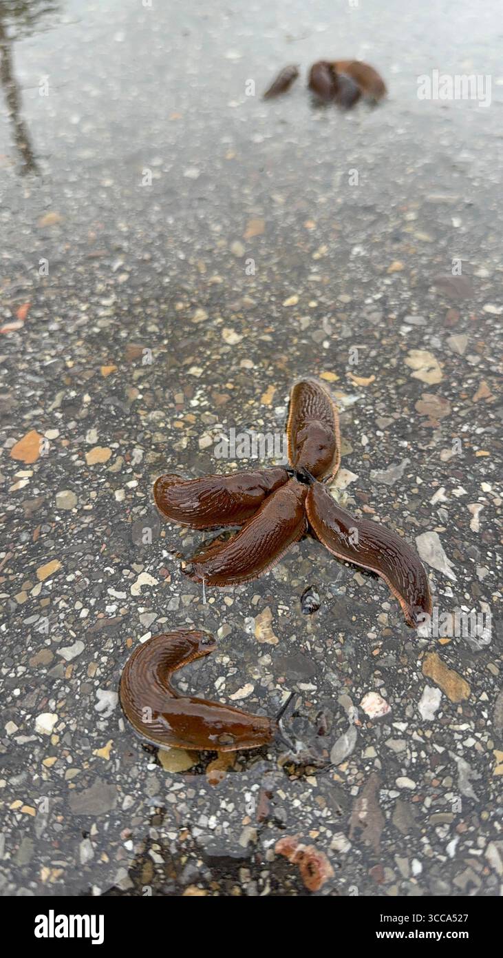 Eine einzigartige Sammlung von Schnecken auf dem nassen Gehweg fesselt die Neugier von Auge und Sparks Stockfoto