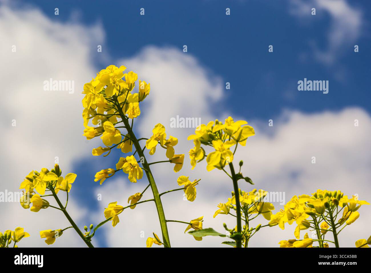 Das Rapsfeld blüht mit leuchtend gelben Blumen am blauen Himmel in der Ukraine. Nahaufnahme. Stockfoto