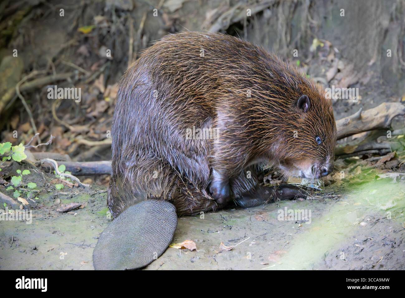Eurasischer Biber (Castor fiber) auf der Suche nach Nahrung neben einem Flussufer in Waldhabitat Stockfoto