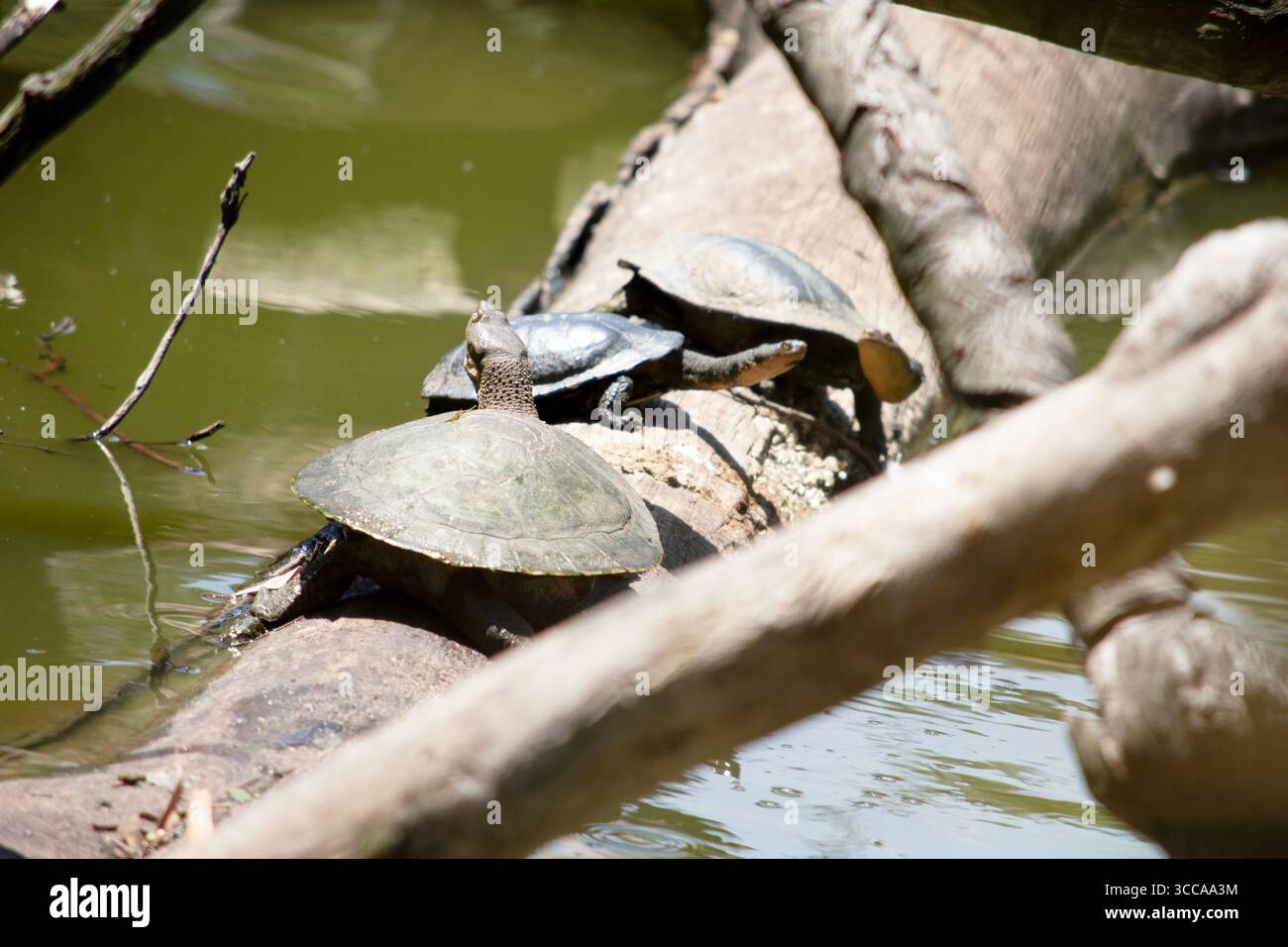 Die Murray-Schildkröte oder die untere Schale oder der Plastron ist in der Regel cremegelb, manchmal mit anderen dunkelbraunen Markierungen. Die Füße haben starke Krallen und Ar Stockfoto