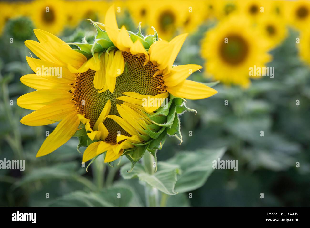 Makroaufnahme einer hellgelben Sonnenblume mit grünen Blättern in voller Blüte vor einem verschwommenen Hintergrund eines Sonnenblumenfeldes im Sommer perfekt für na Stockfoto