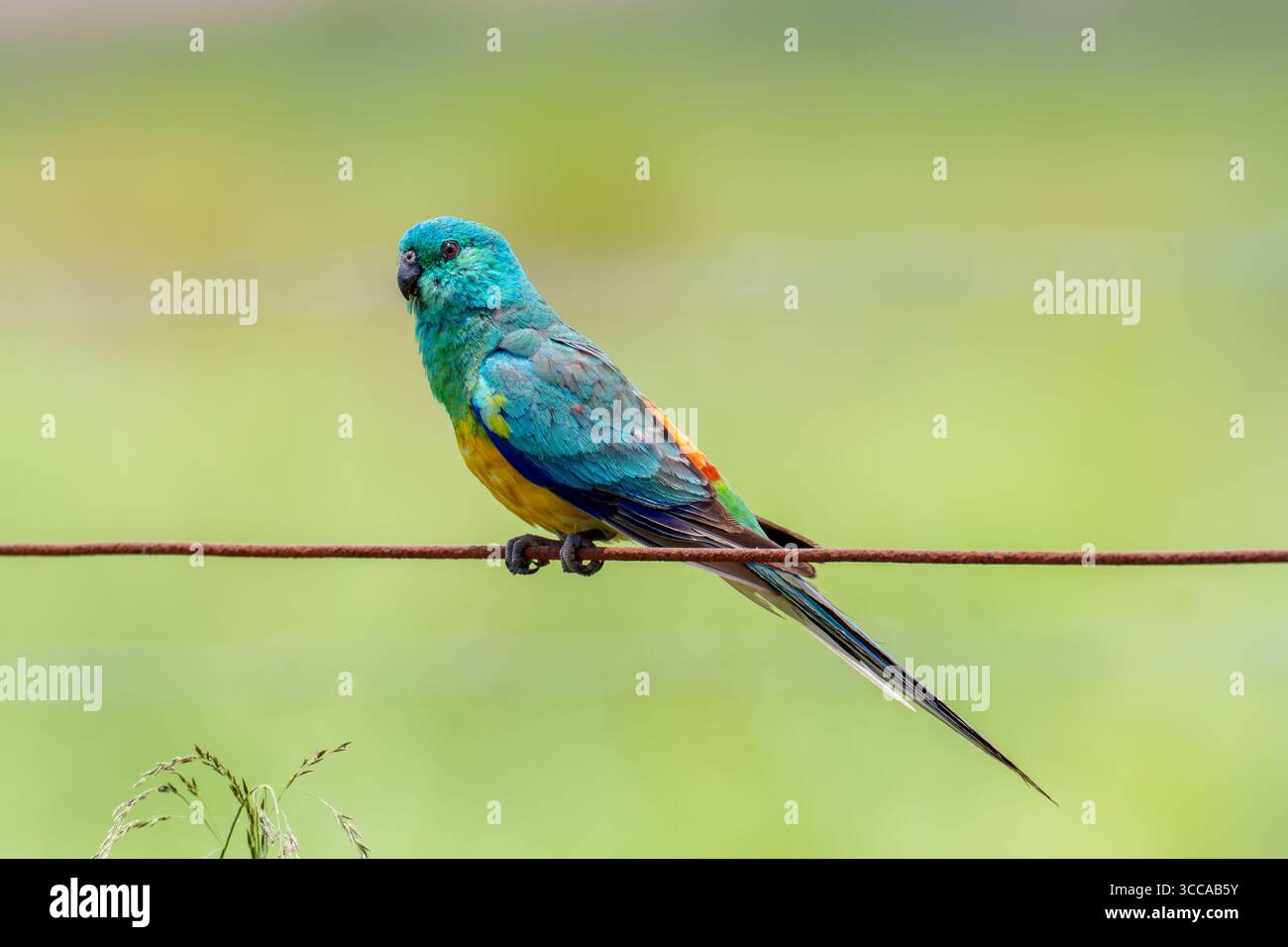 Männlicher Rothumpen-Papagei (Psephotus haematonotus), der auf Draht in der Region Brisbane, Queensland, Australien, thront. Stockfoto
