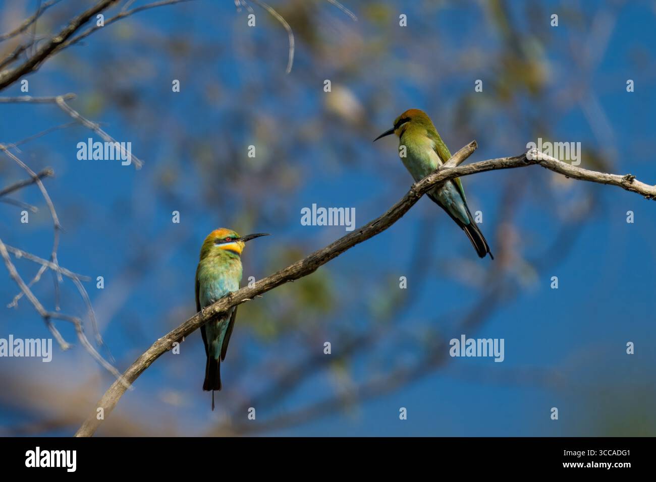 Zwei Regenbogenbienenfresser (Merops ornatus) ruhen zusammen in Tasmanien, Australien. Stockfoto