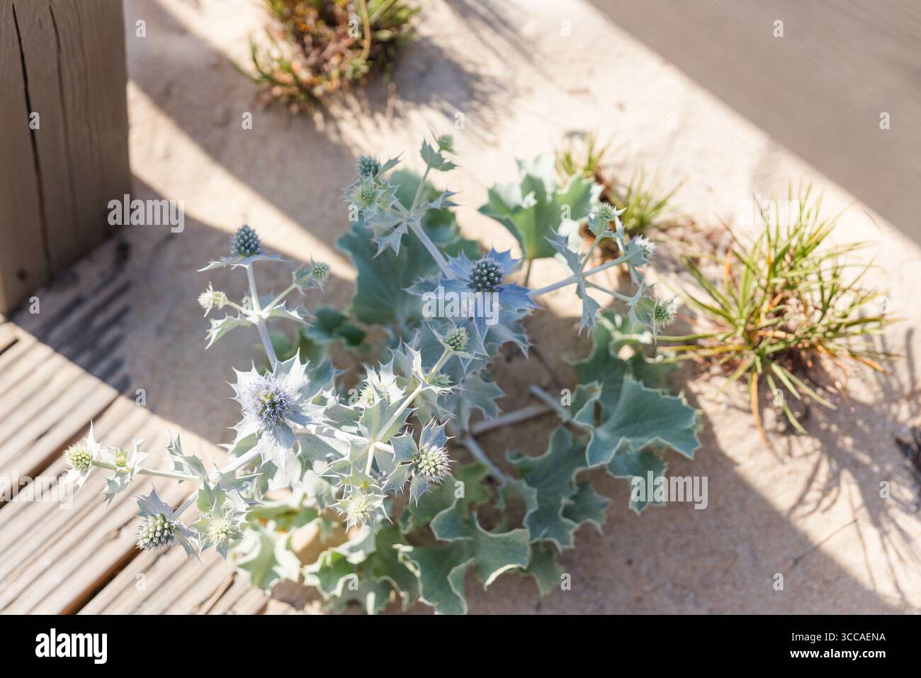 Nahaufnahme der blauen See stechpalme, die neben dem Sandsteg wächst Stockfoto
