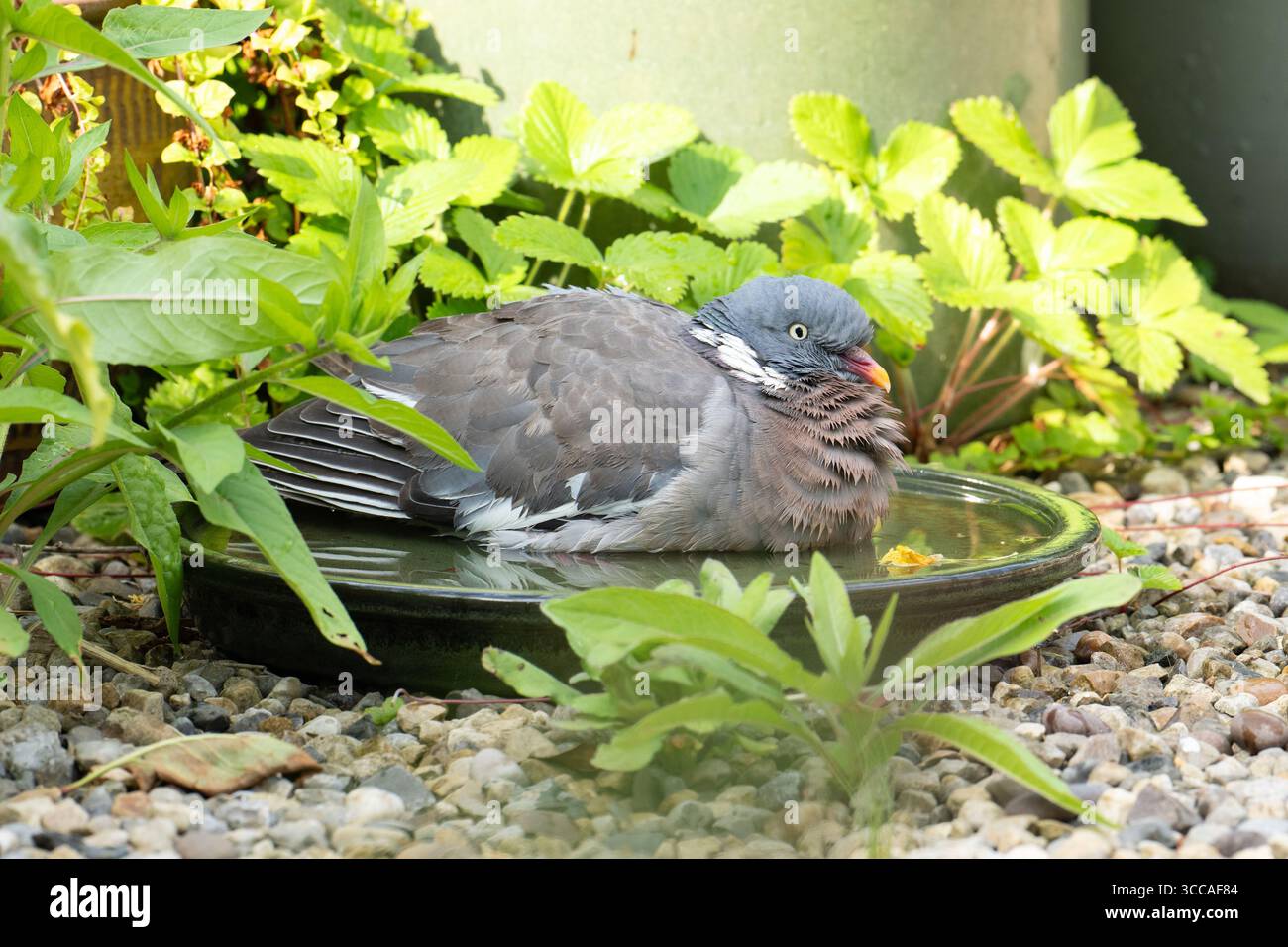 Burley in Wharfedale, Ilkley, West Yorkshire, England, Großbritannien. August 2025. Wetter in Großbritannien: Wenn die Temperaturen wieder steigen, genießt eine Holztaube ein gemütliches Bad im Garten. Guthaben: Kay Roxby/Alamy Live News Stockfoto