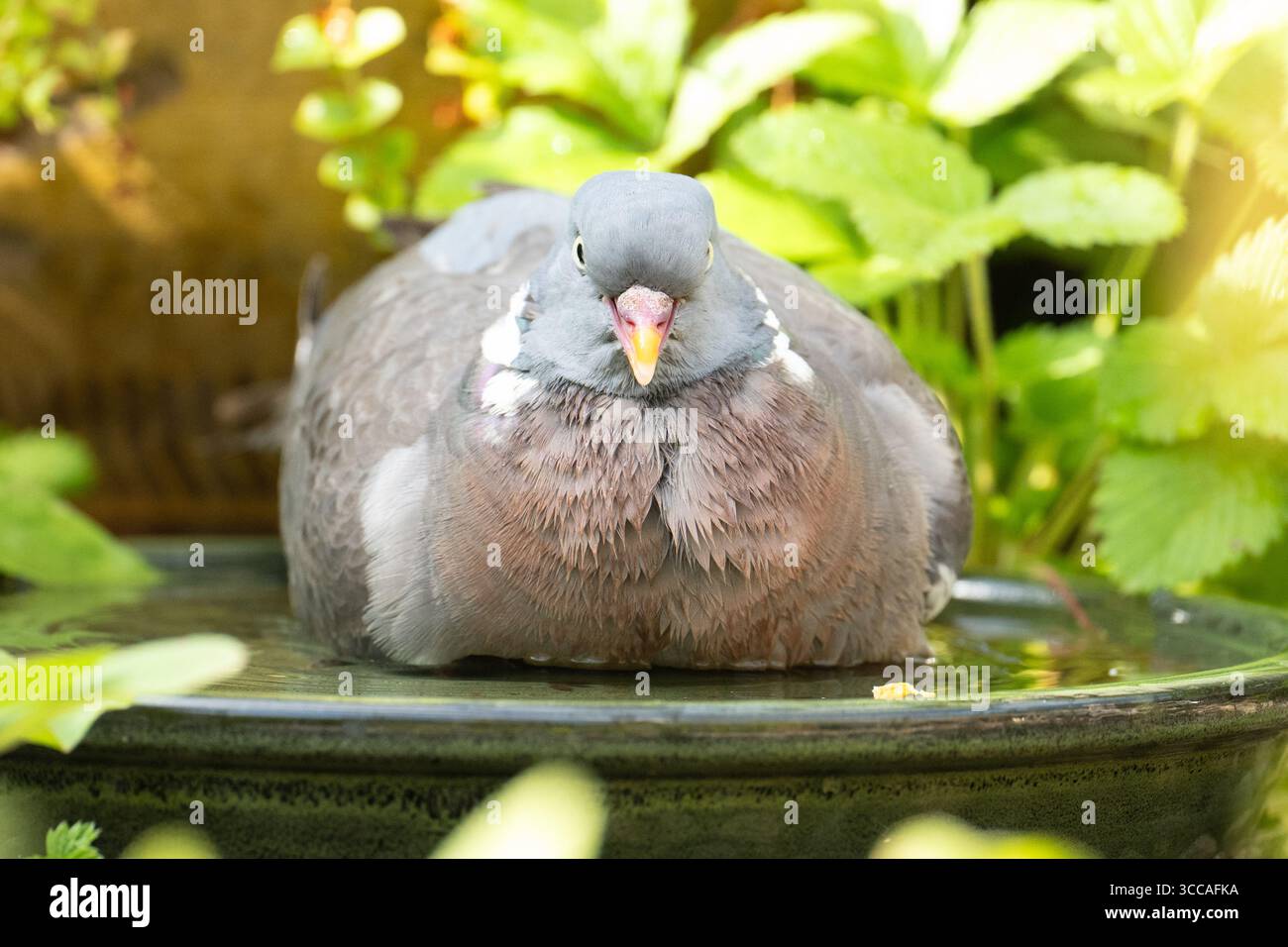 Burley in Wharfedale, Ilkley, West Yorkshire, England, Großbritannien. August 2025. Wetter in Großbritannien: Wenn die Temperaturen wieder steigen, genießt eine Holztaube ein gemütliches Bad im Garten. Guthaben: Kay Roxby/Alamy Live News Stockfoto