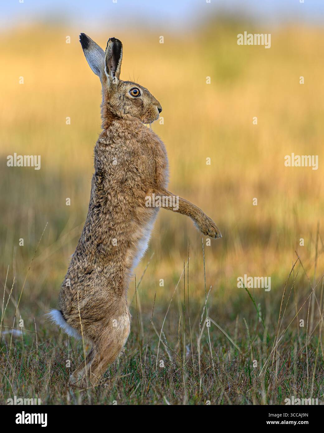Hase steht auf den Hinterbeinen in Oxfordshire, Großbritannien Stockfoto
