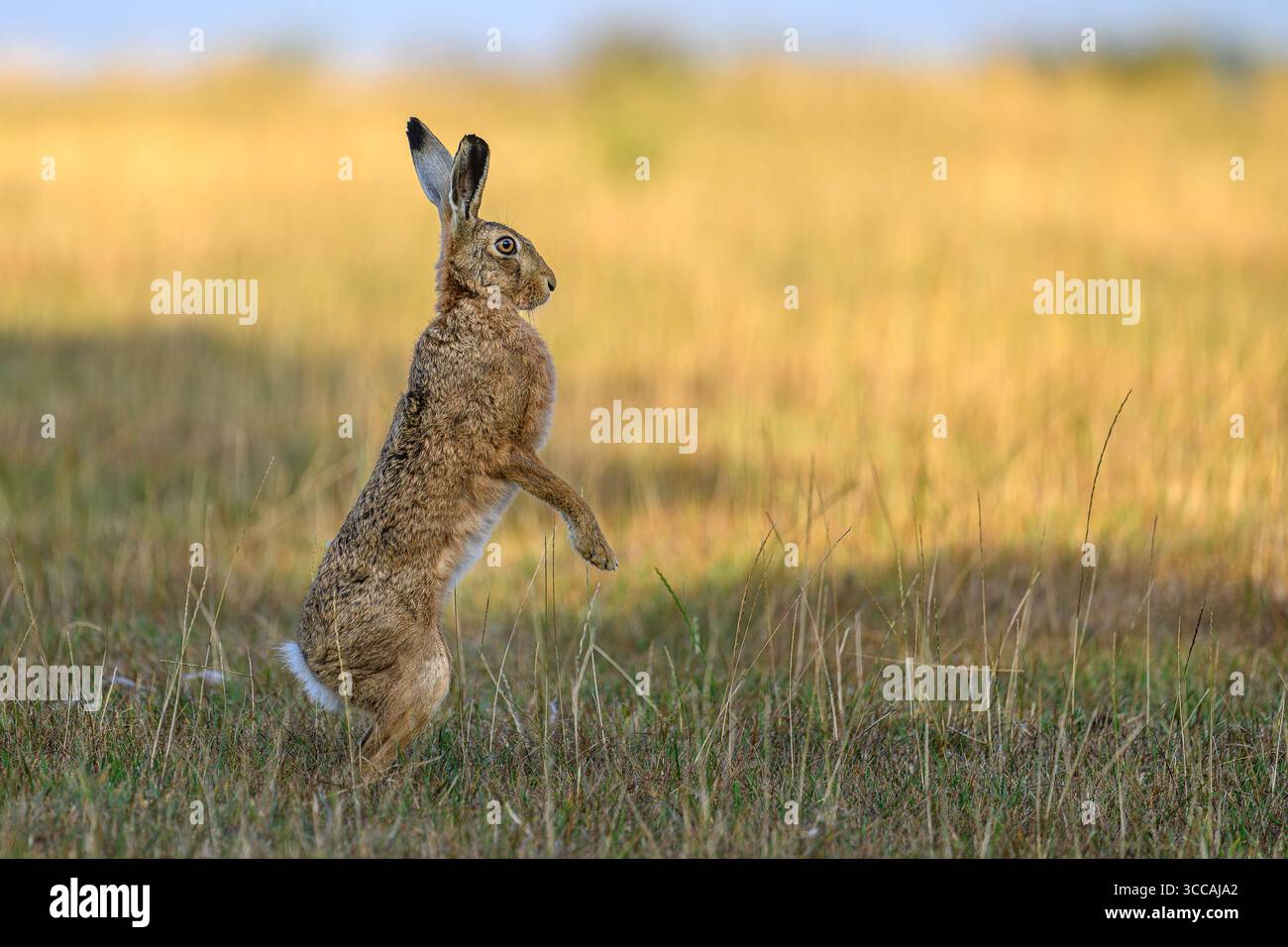 Hase steht auf den Hinterbeinen in Oxfordshire, Großbritannien Stockfoto