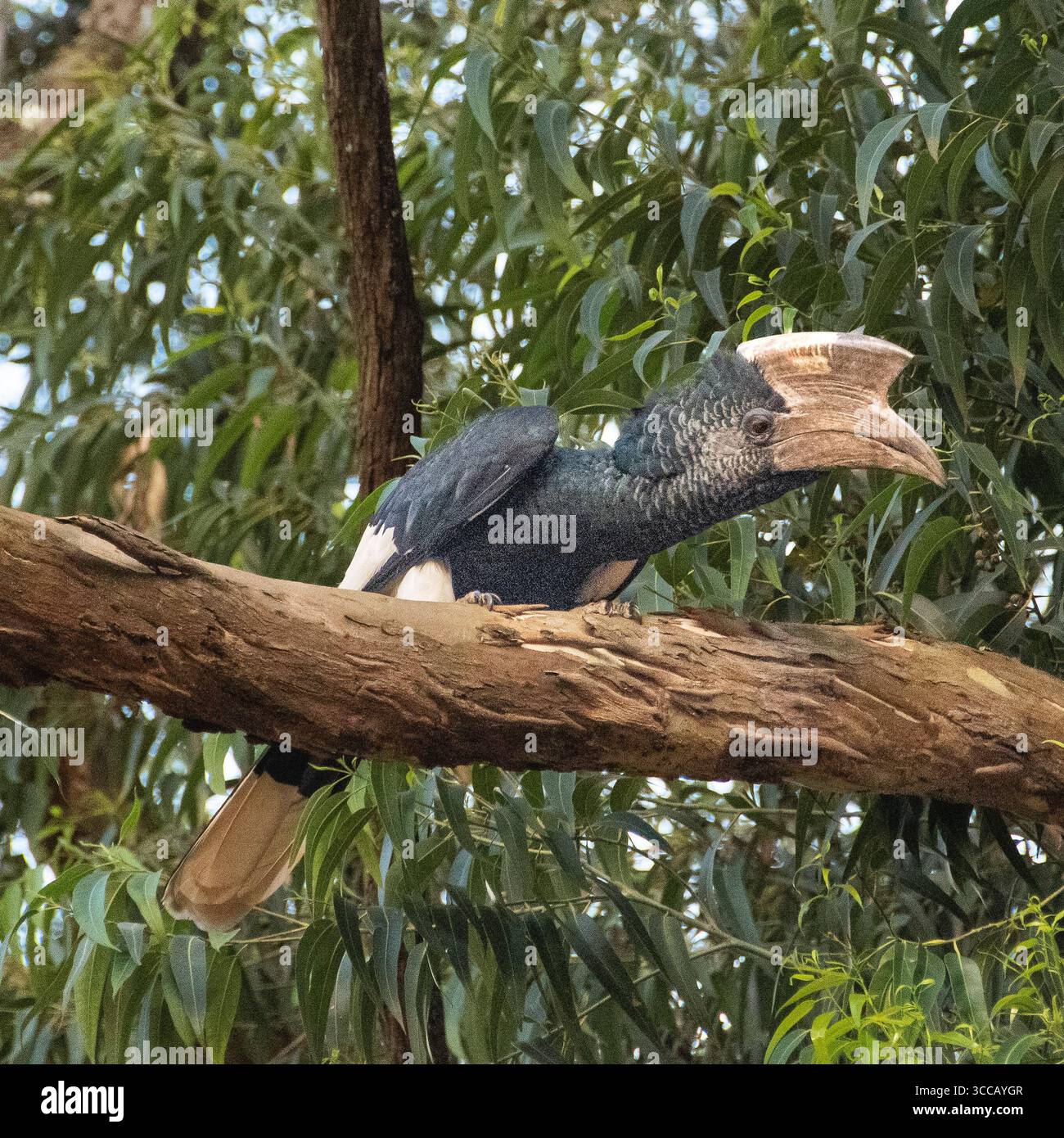 Ein großer, schwarz-weißer Kaskadenschnabel, der auf einem Zweig eines Baumes in Kampala, Uganda, sitzt Stockfoto