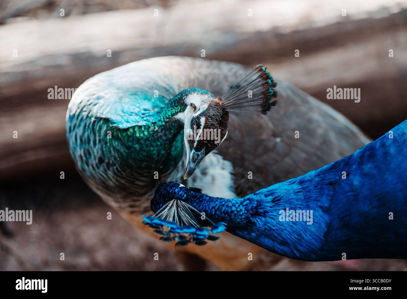 Blaugrüner Papagei beim Fressen im Nahaufnahme, Tasmanien, Australien Stockfoto