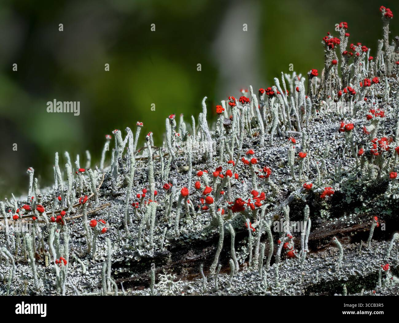 Bengalische Streichflechte (Cladonia florekeana) mit Apothecia und hellroten Fruchtkörpern (Pycbidia). Naglestad (Agder), Südnorwegen im August. Stockfoto