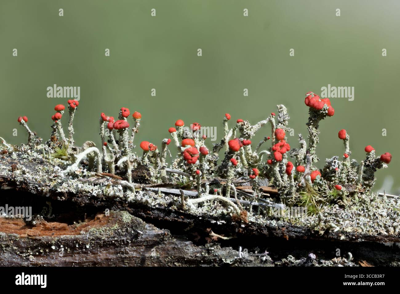 Bengalische Streichflechte (Cladonia florekeana) mit Apothecia und hellroten Fruchtkörpern (Pycbidia). Naglestad (Agder), Südnorwegen im August. Stockfoto