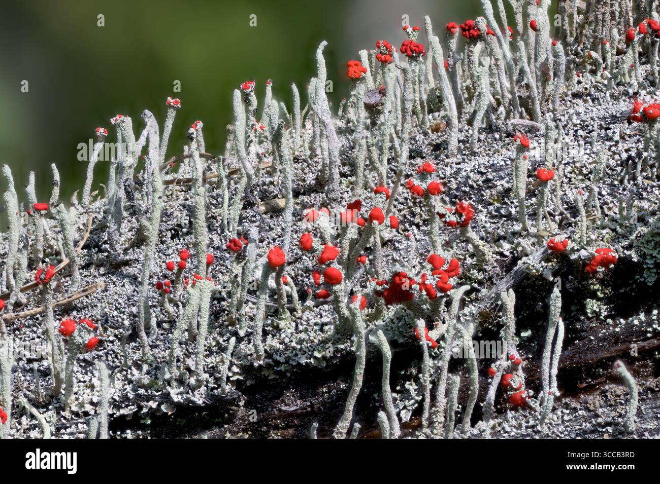 Bengalische Streichflechte (Cladonia florekeana) mit Apothecia und hellroten Fruchtkörpern (Pycbidia). Naglestad (Agder), Südnorwegen im August. Stockfoto