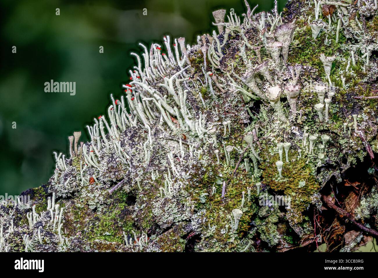 Bengalische Matchflechte (Cladonia florekeana) und Pixie-Cup Flechte (Cladonia pyxidata). Kvinnesheia (Agder), Südnorwegen im August. Stockfoto