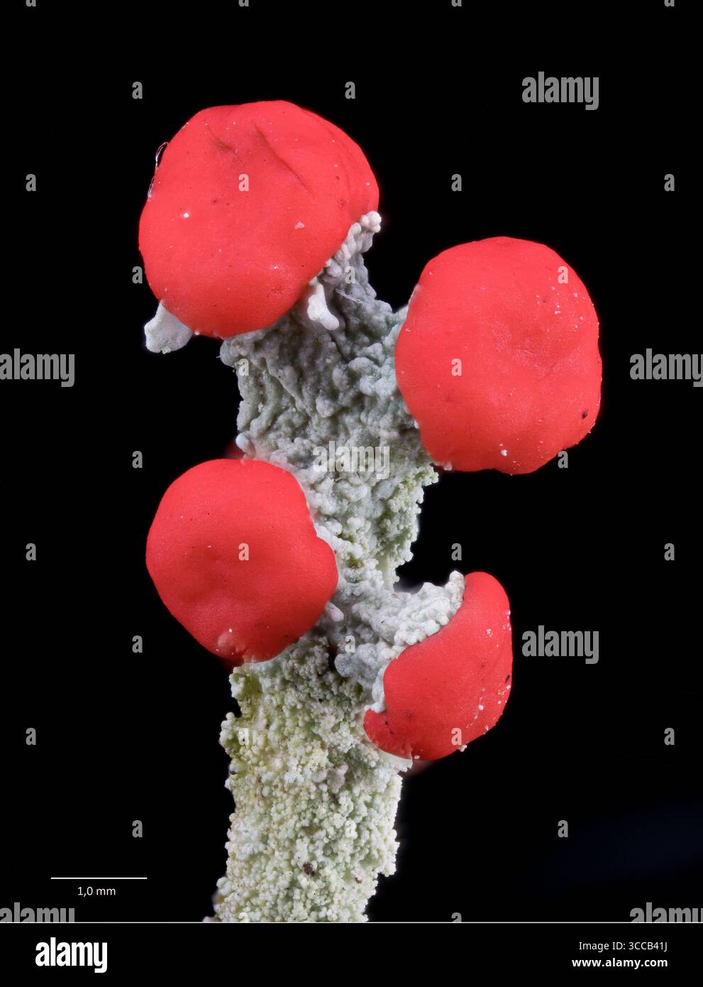 Apothecia und hellrote Pycnidien (Frittierkörper) der bengalischen Matchflechte (Cladonia florekeana). Aus Naglestad (Agdeer) im südlichen Norwa entnommen Stockfoto