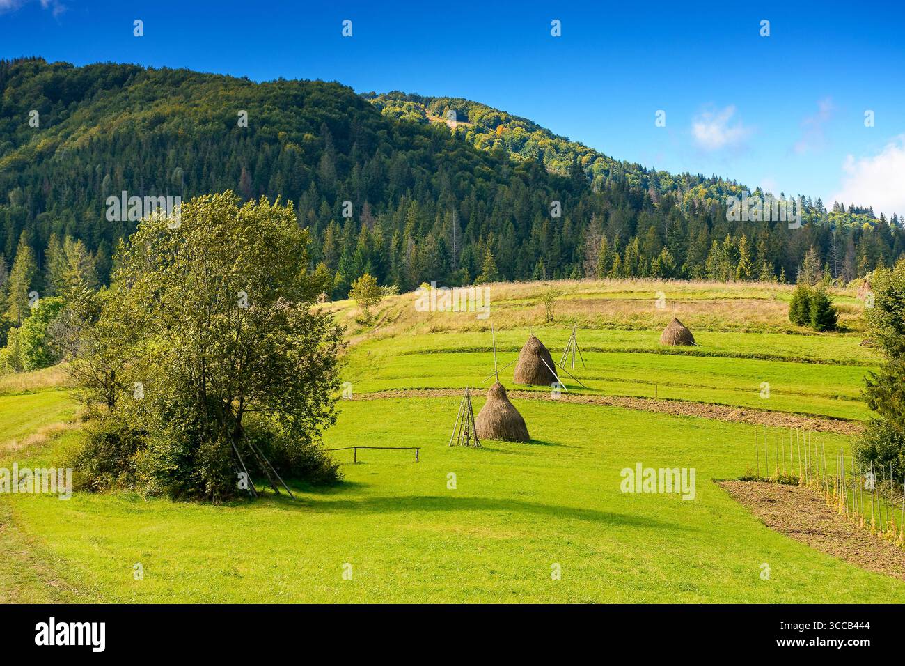 Heuhaufen auf dem grasbewachsenen Hügel. Ländliche Landschaft mit Weide in der Nähe des Nadelwaldes. Wunderschöne Landschaft in karpaten an einem sonnigen Nachmittag Stockfoto