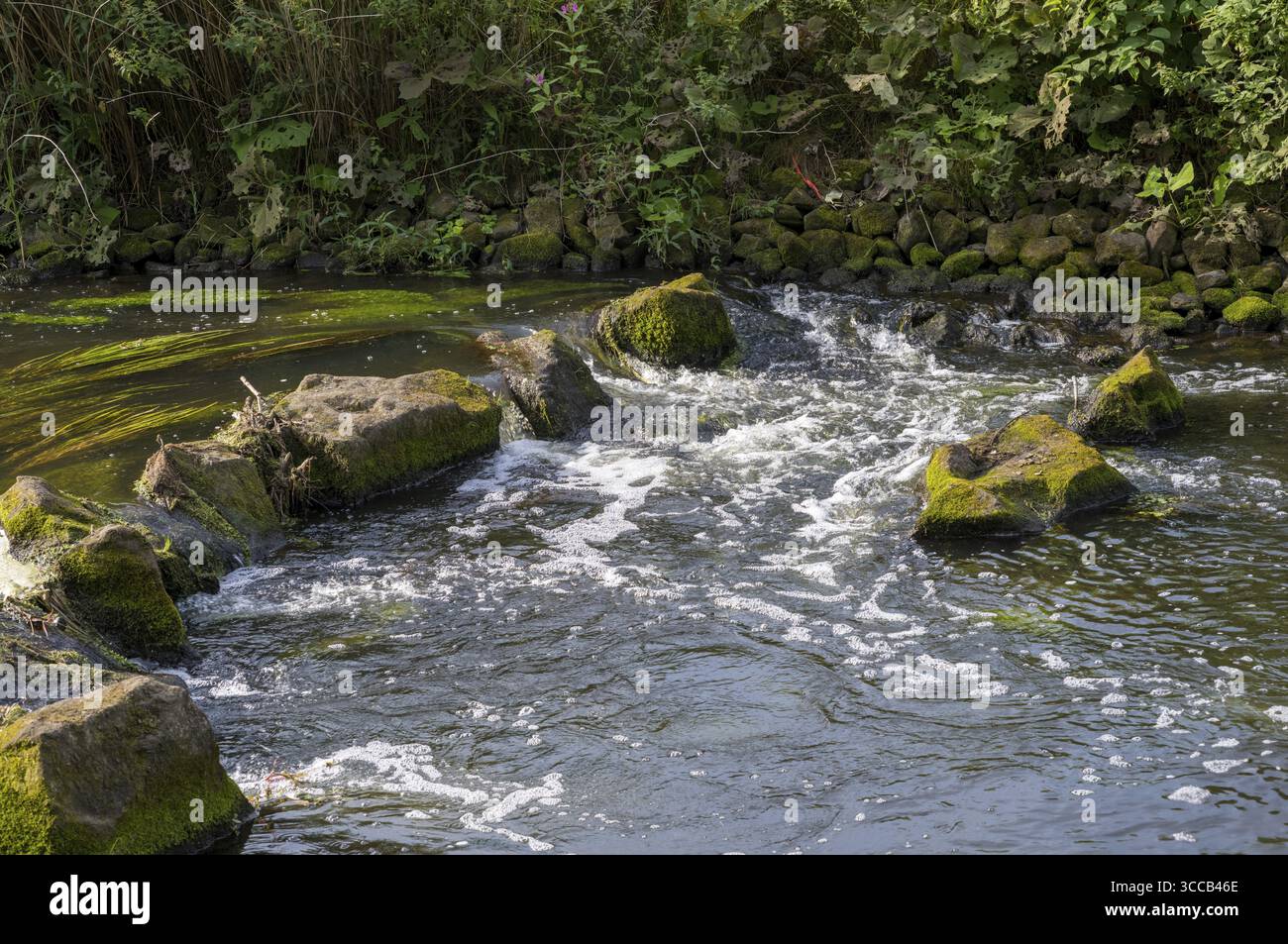 Sauberes Flusswasser, das über moosbedeckte Felsen in einer friedlichen natürlichen Umgebung fließt Stockfoto