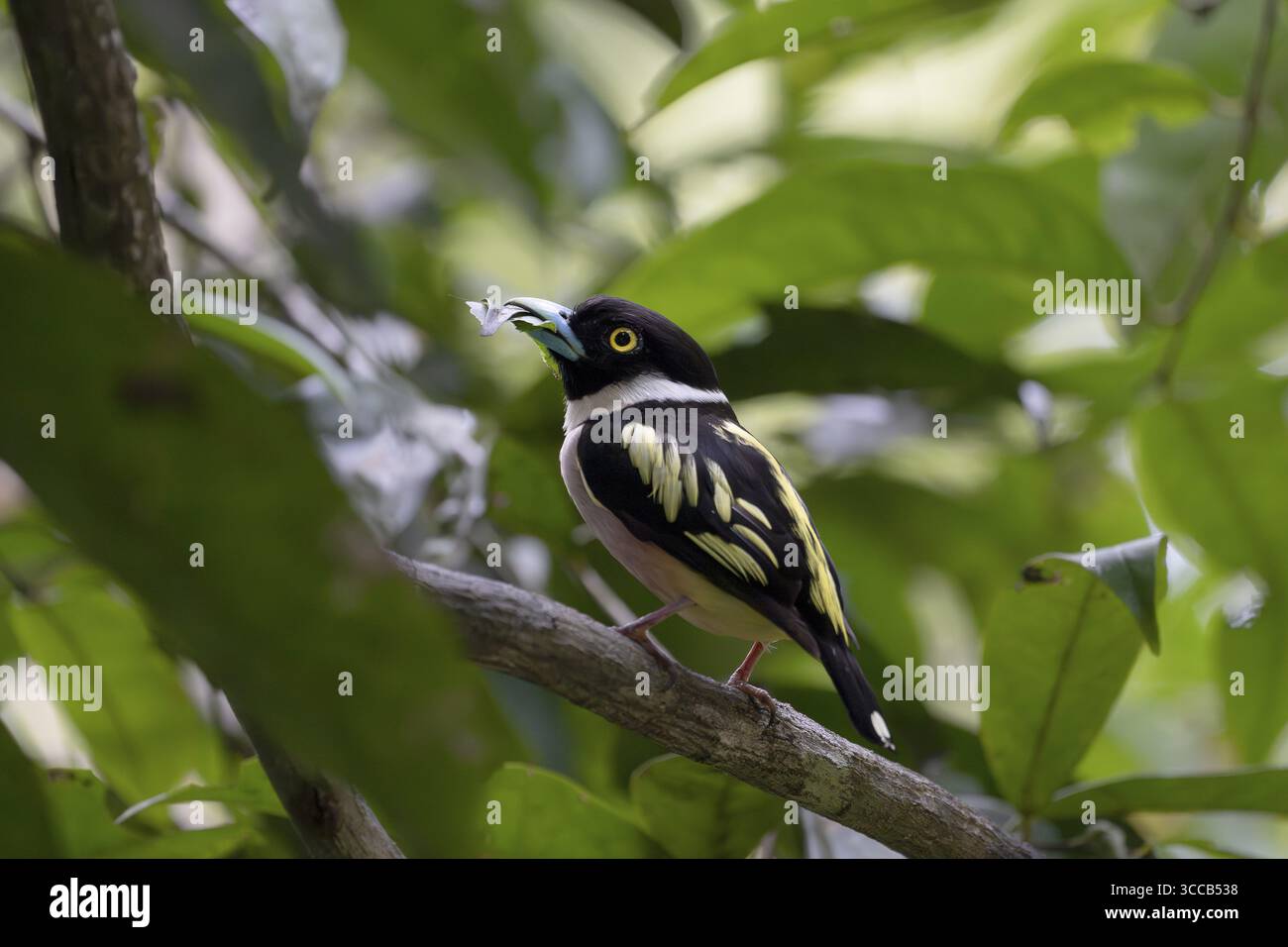 Broadbill mit Kragen (Eurylaimus ochromalus), Sandakan, Sabah, Malaysia Stockfoto