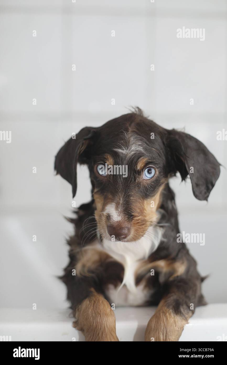 Ein kleiner brauner und weißer Hund sitzt in einer Badewanne. Der Hund hat blaue Augen und schaut in die Kamera Stockfoto