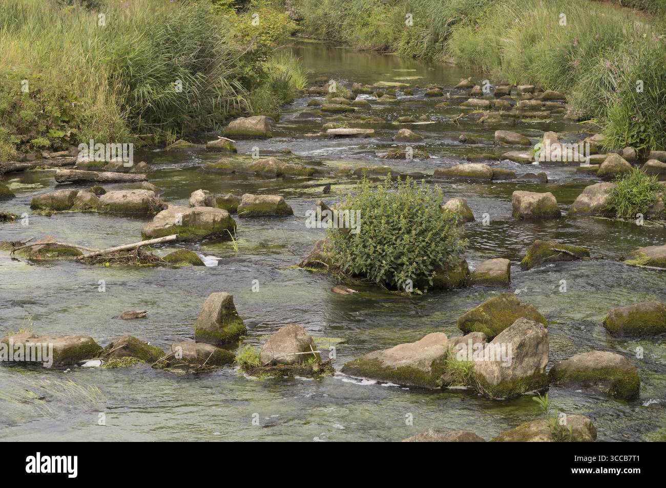 Sauberes Flusswasser, das an einem sonnigen Sommertag über Felsen und grüne Algen fließt Stockfoto