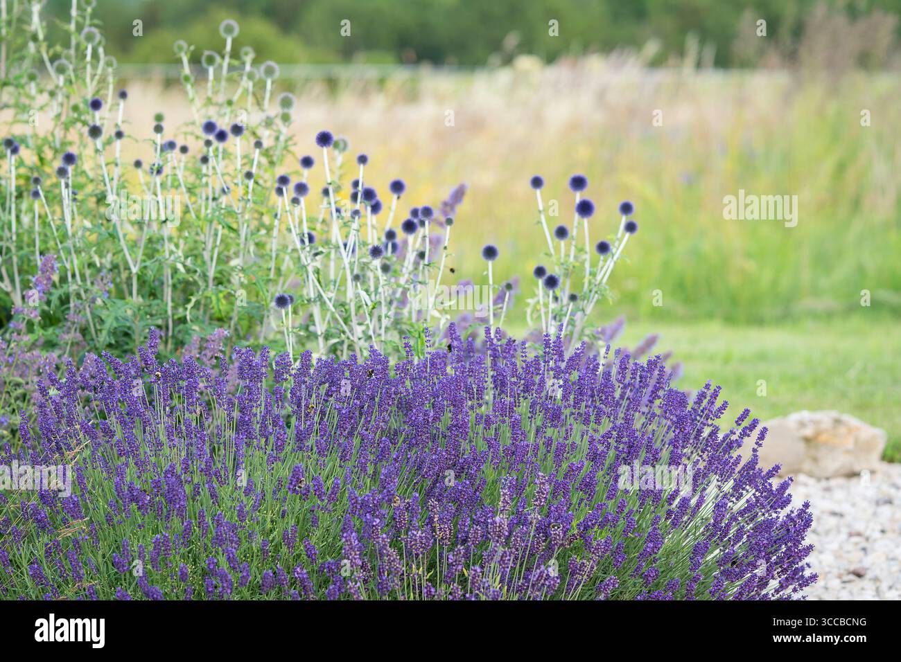 Ein Hüttengarten im Sommer mit einem Lavendel, im Hintergrund Globus Disteln. Lavandula. Lavendel vor einer Globus Disteln. Stockfoto