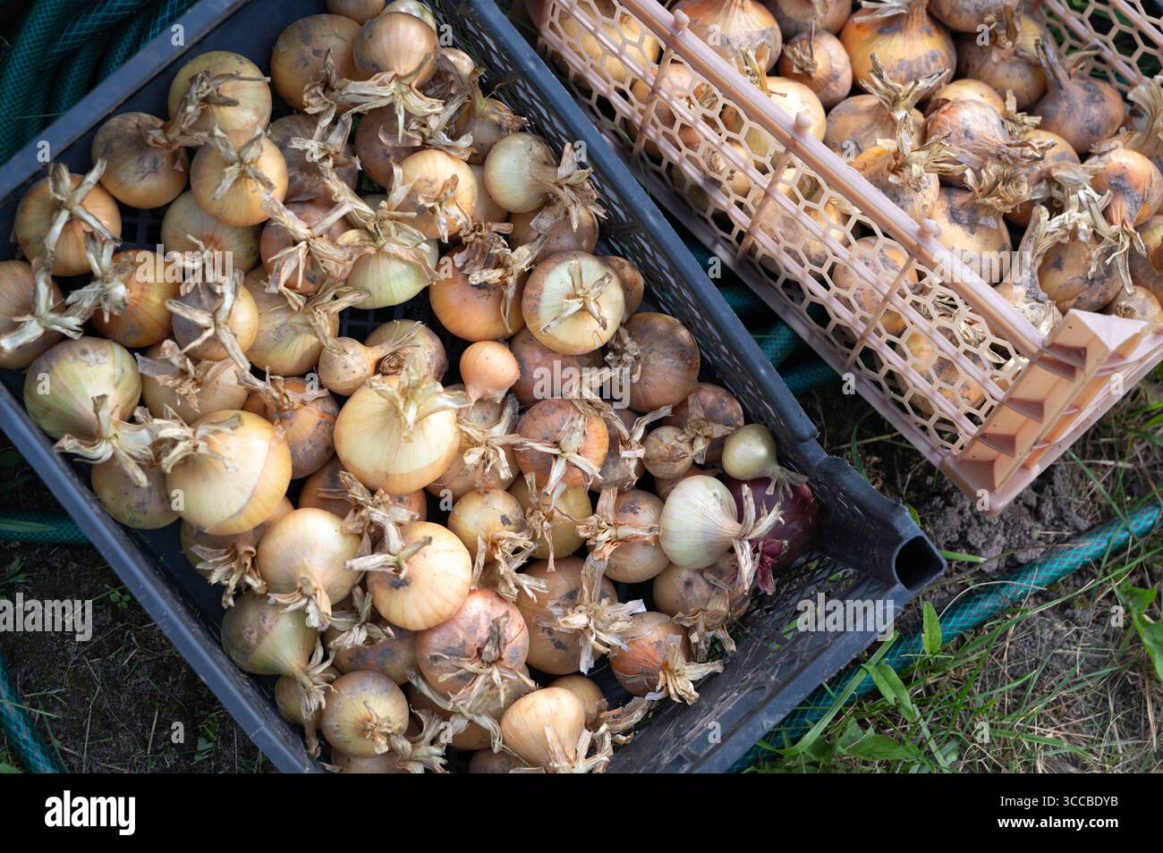 Eine wunderschöne Sammlung frisch geernteter Zwiebeln in rustikalen Körben, die ihre Erdtöne und -Töne zeigen Stockfoto