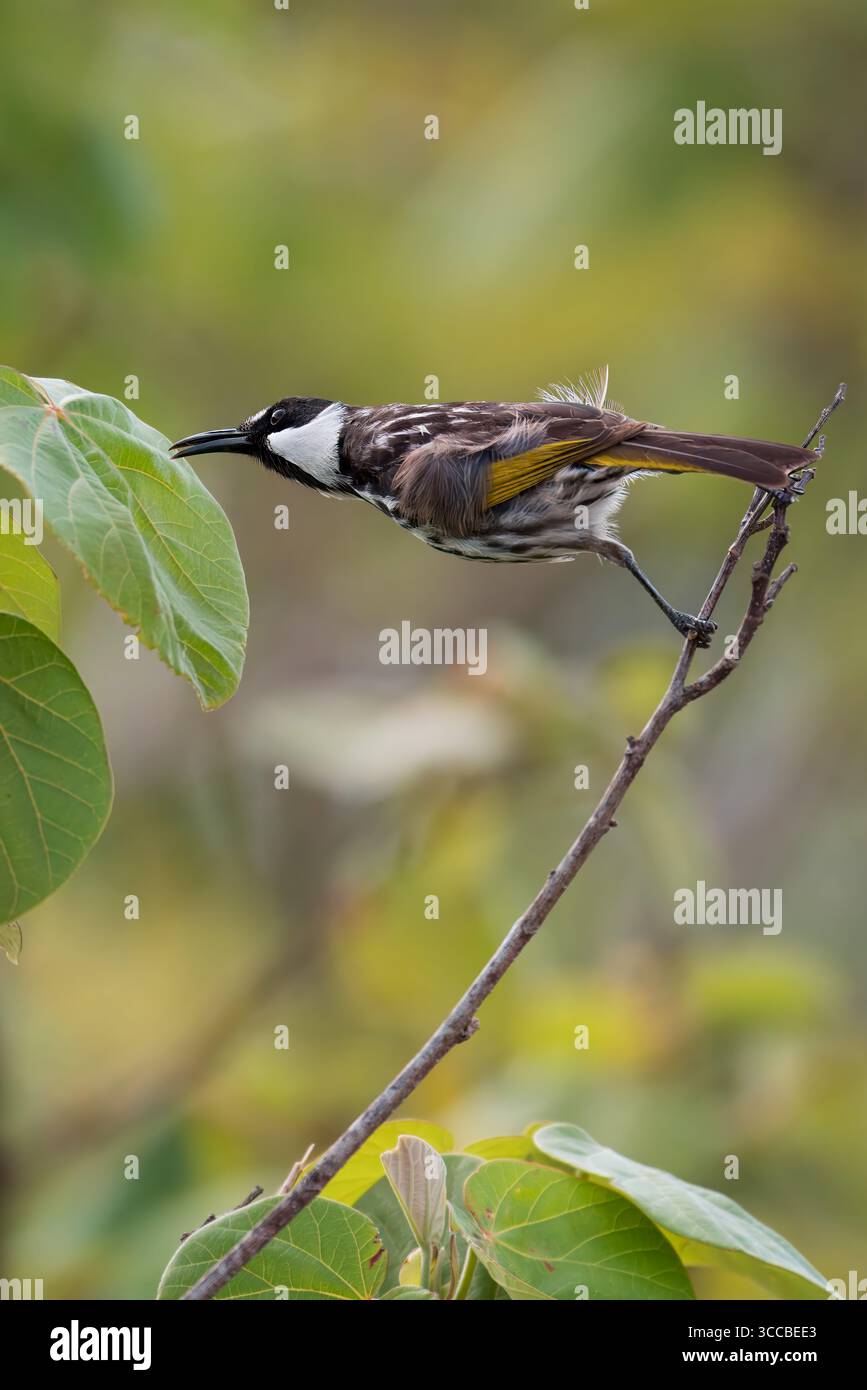 Wilde Vögel in Brisbane, Queensland, Australien, mit der vielfältigen einheimischen Vogelwelt der Region. Stockfoto