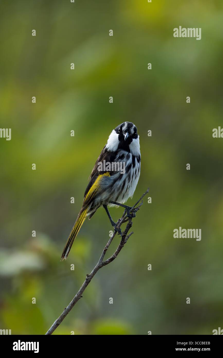 Wilde Vögel in Brisbane, Queensland, Australien, mit der vielfältigen einheimischen Vogelwelt der Region. Stockfoto