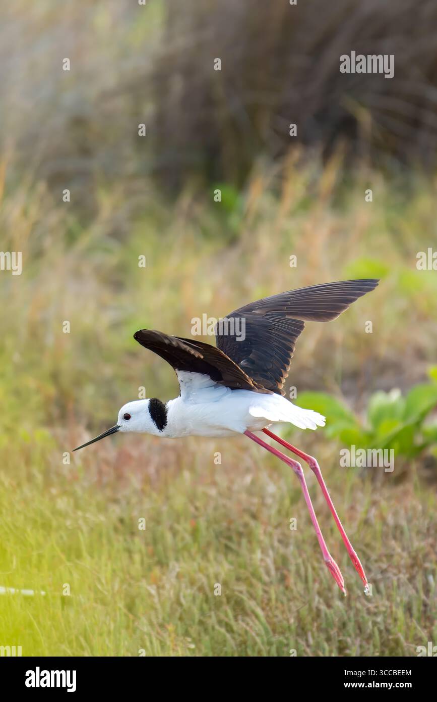 Wilde Vögel in Brisbane, Queensland, Australien, mit der vielfältigen einheimischen Vogelwelt der Region. Stockfoto