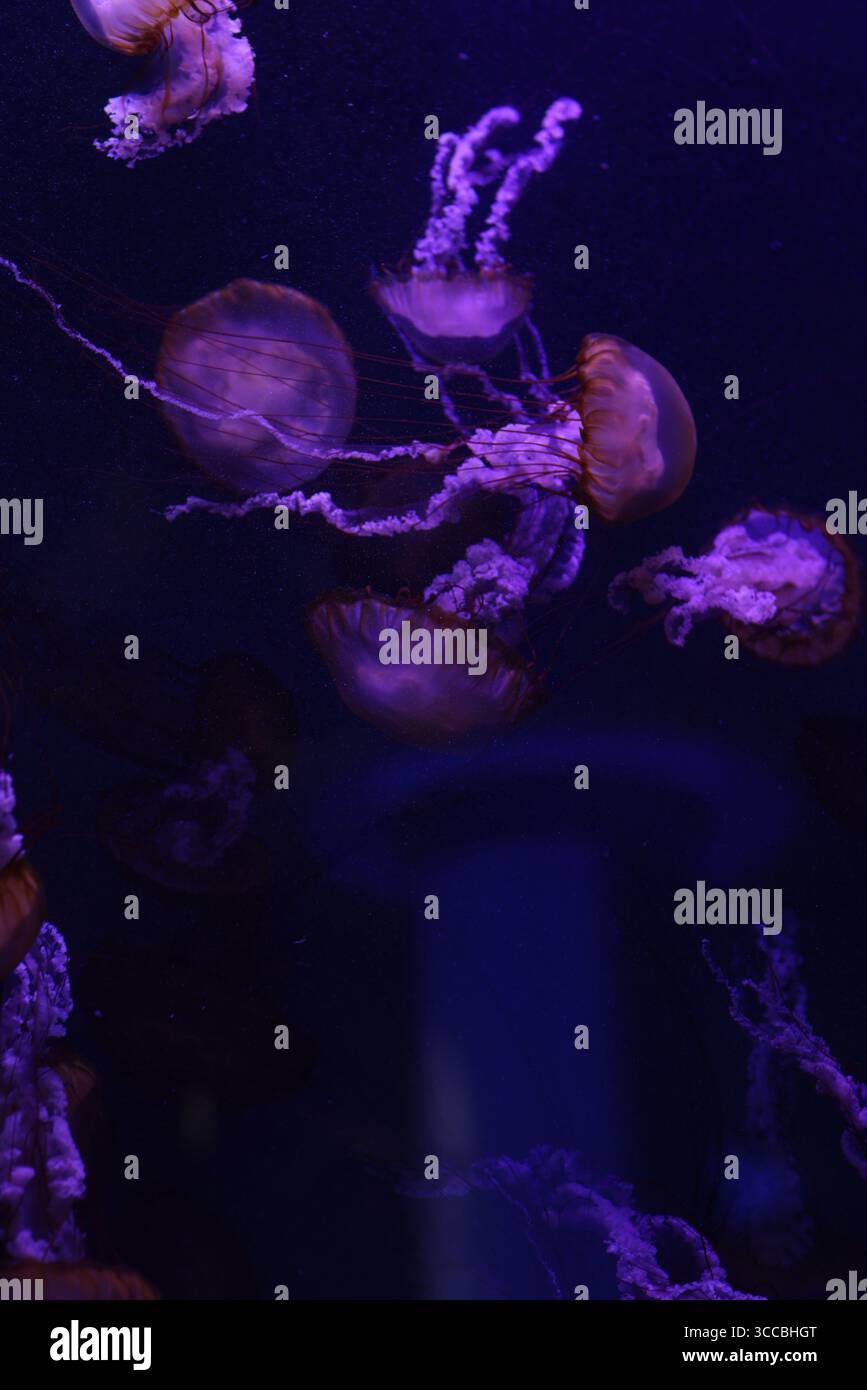 Leuchtende Quallen schweben anmutig in einem dunklen Aquarium, beleuchtet von leuchtendem lila und blauem Licht, schaffen ein surreales und faszinierendes Unterwasser Stockfoto