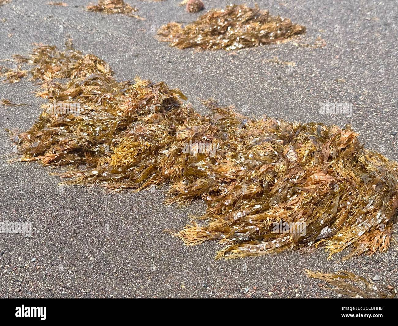 Invasive asiatische Algen Rugulopteryx okamurae an einem Strand auf den Azoren, Portugal. - Smartphone-aufgenommenes Stockfoto