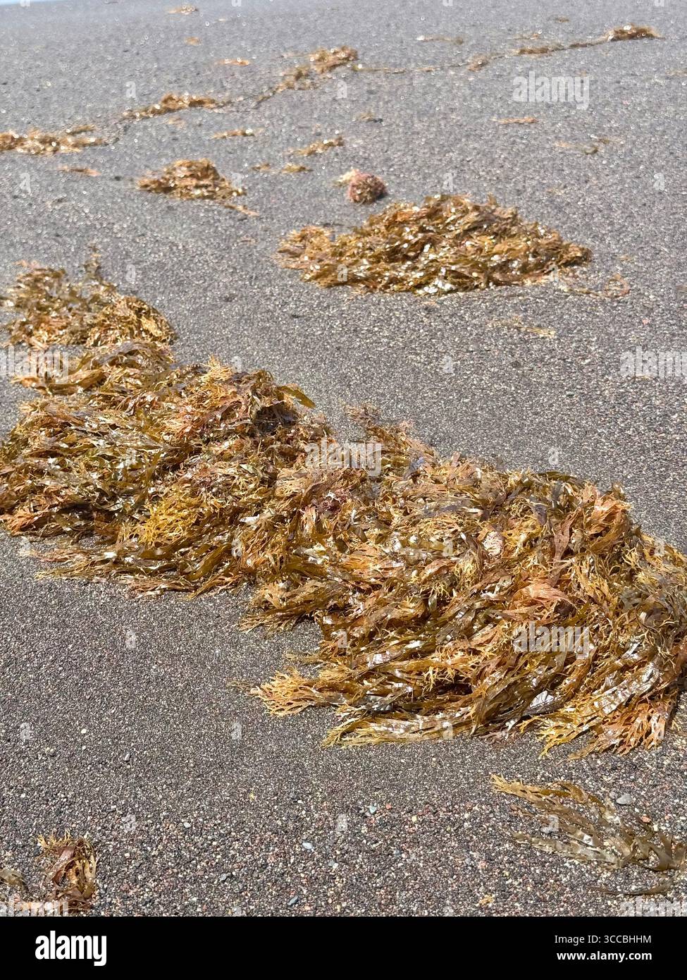 Invasive asiatische Algen Rugulopteryx okamurae an einem Strand auf den Azoren, Portugal. - Smartphone-aufgenommenes Stockfoto