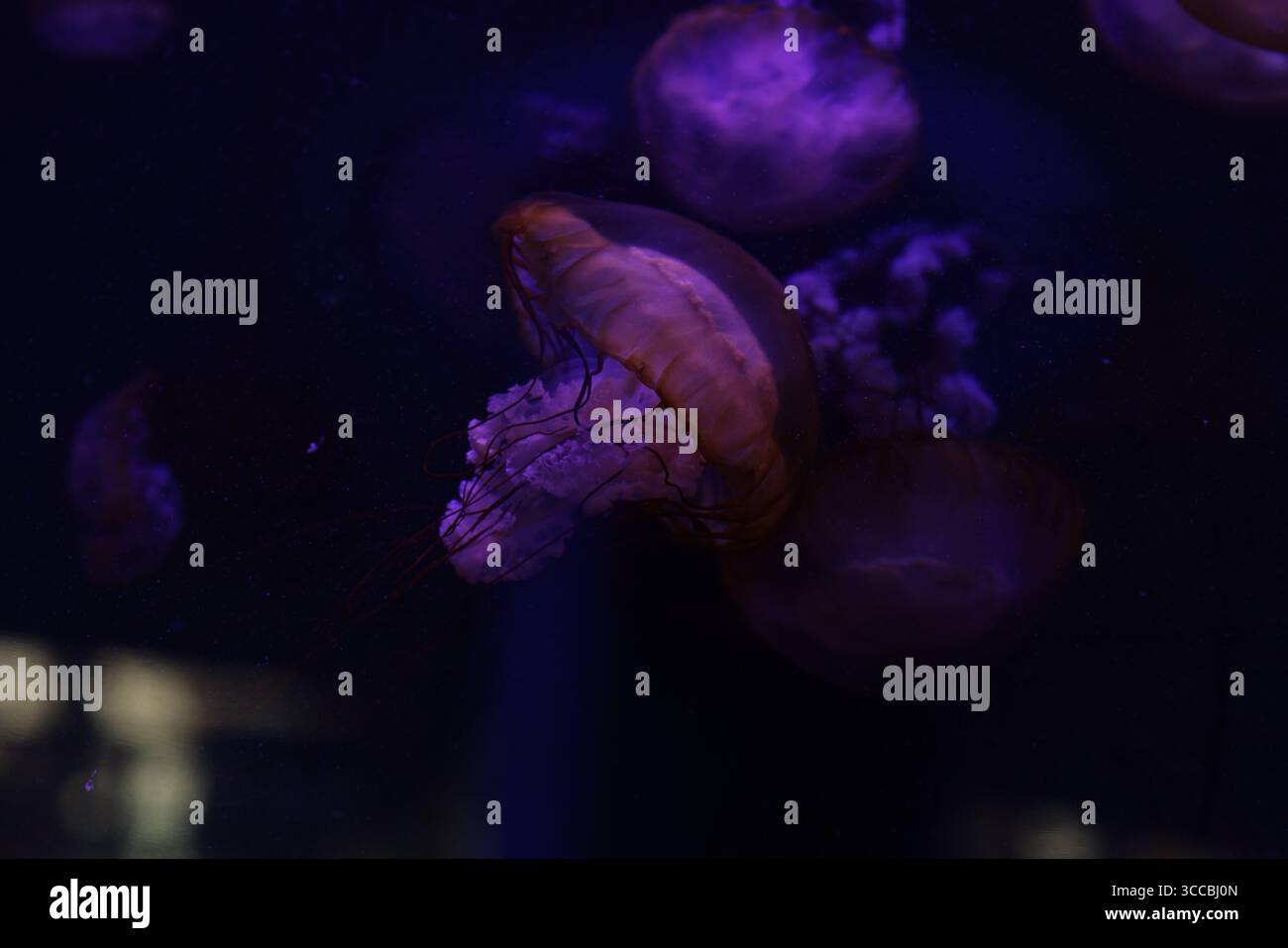Leuchtende Quallen schweben anmutig in einem dunklen Aquarium, beleuchtet von leuchtendem lila und blauem Licht, schaffen ein surreales und faszinierendes Unterwasser Stockfoto