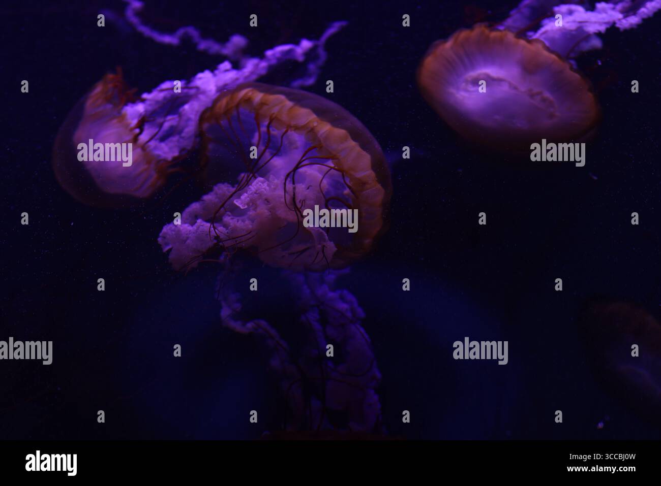 Leuchtende Quallen schweben anmutig in einem dunklen Aquarium, beleuchtet von leuchtendem lila und blauem Licht, schaffen ein surreales und faszinierendes Unterwasser Stockfoto