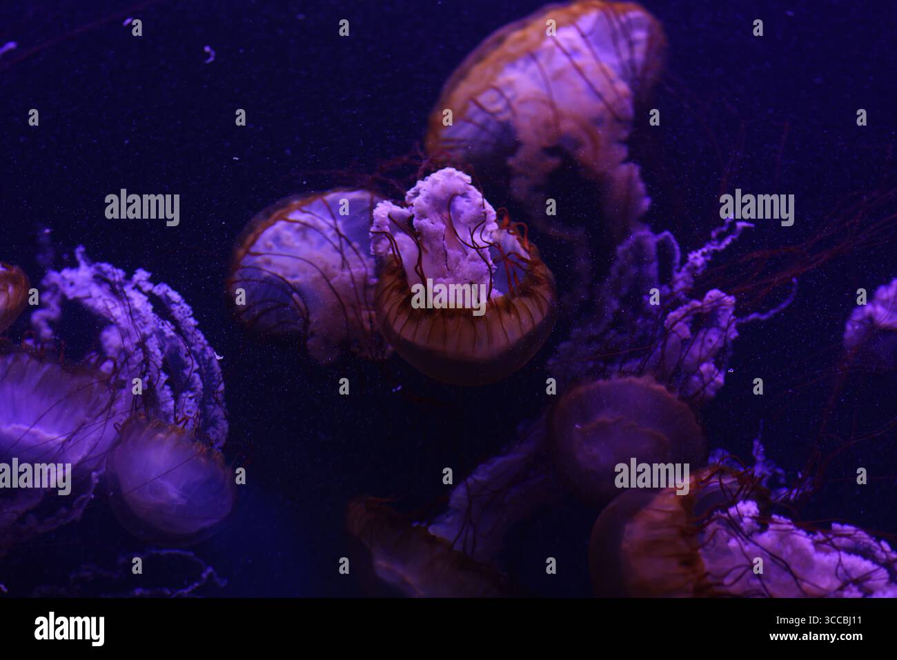 Leuchtende Quallen schweben anmutig in einem dunklen Aquarium, beleuchtet von leuchtendem lila und blauem Licht, schaffen ein surreales und faszinierendes Unterwasser Stockfoto