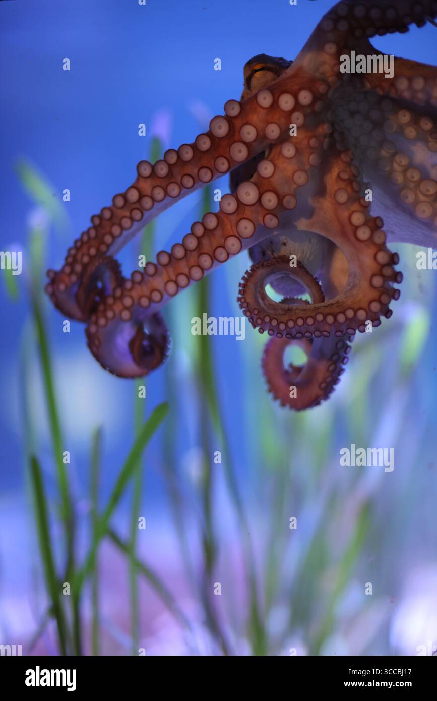 Nahaufnahme der sich kräuselnden Tentakel eines Tintenfischs mit ihren Saugnäpfen in lebendigen Details vor einem sanften blauen Hintergrund mit grünem Seegras. Stockfoto