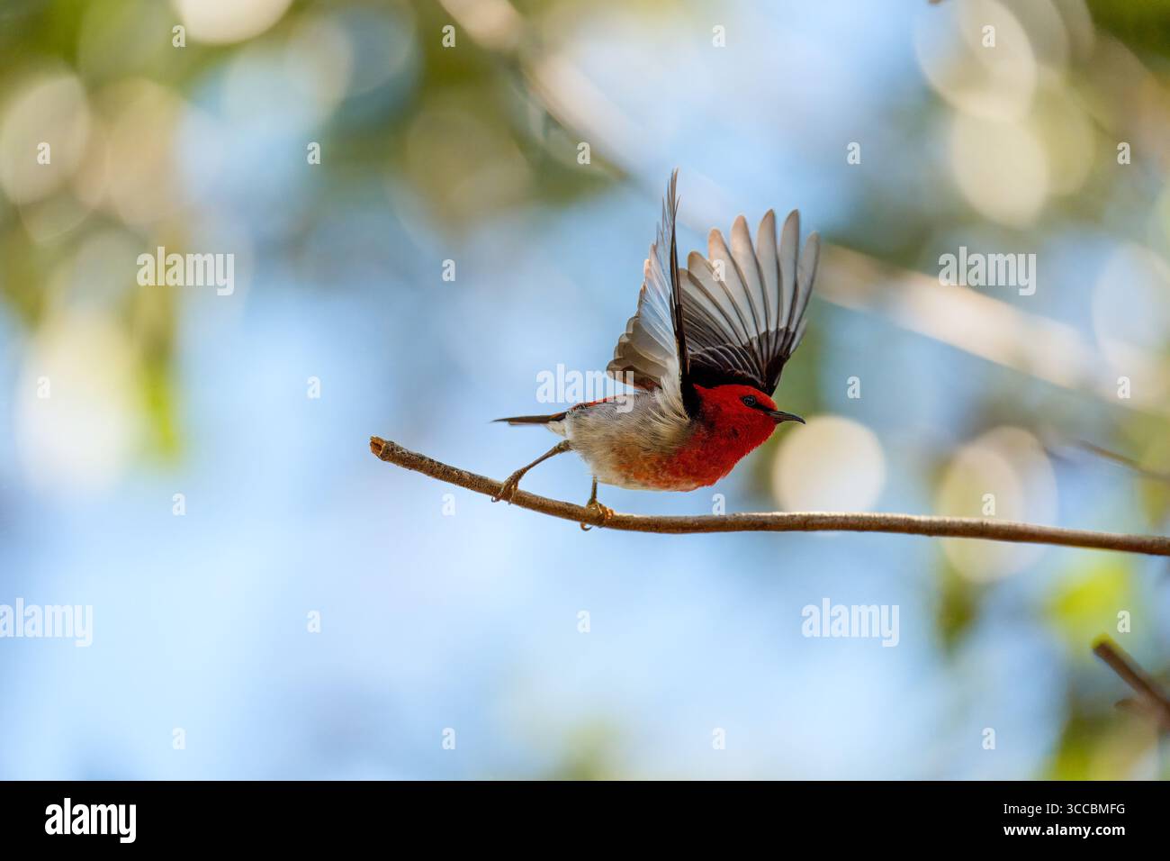 Scarlet Myzomela (Myzomela sanguinolenta) männlich auf einem Zweig mit erhobenen Flügeln, Brisbane, Australien. Stockfoto