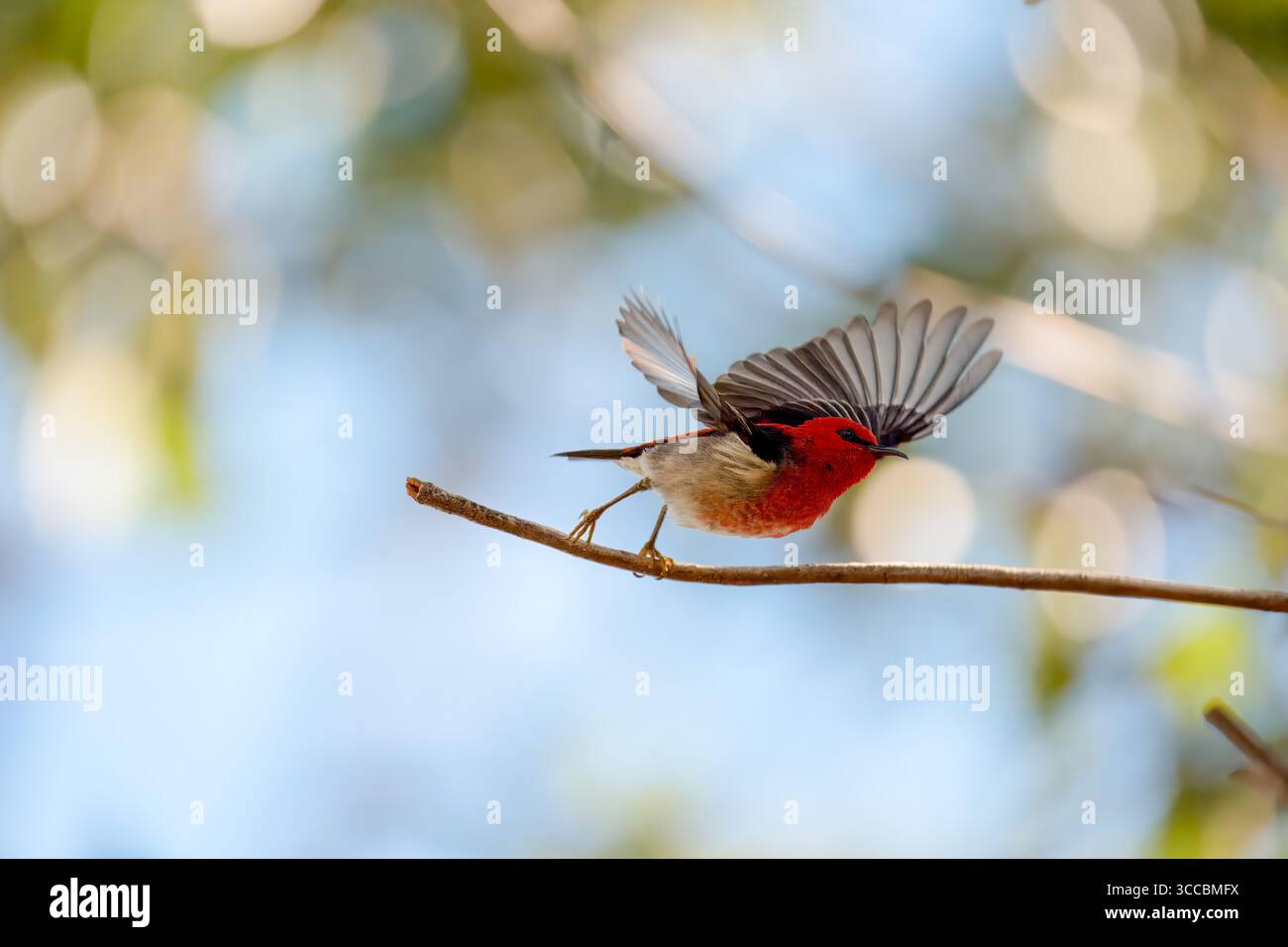 Scarlet Myzomela (Myzomela sanguinolenta) männlich auf einem Zweig mit erhobenen Flügeln, Brisbane, Australien. Stockfoto