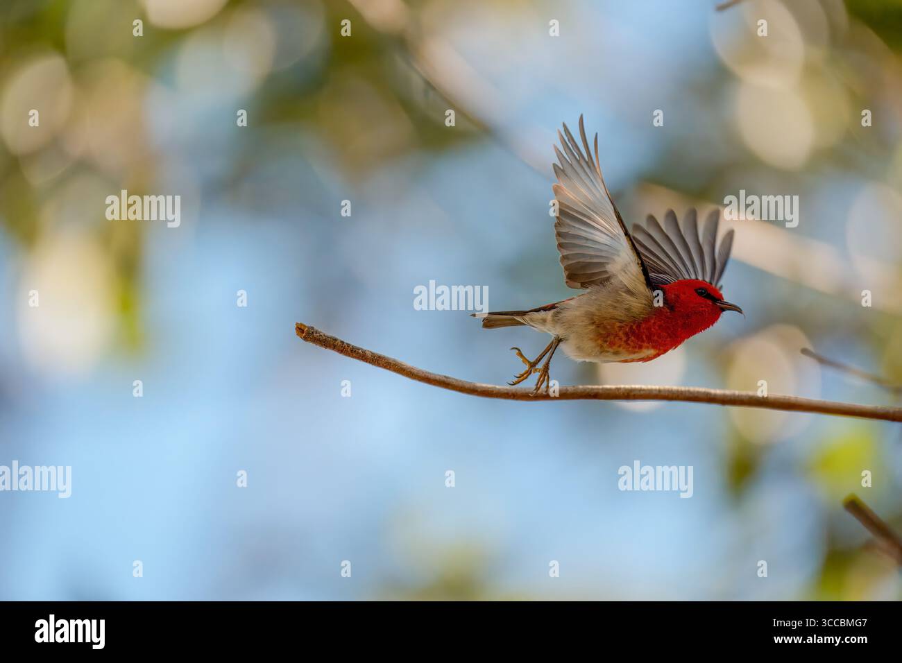 Scarlet Myzomela (Myzomela sanguinolenta) männlich auf einem Zweig mit erhobenen Flügeln, Brisbane, Australien. Stockfoto
