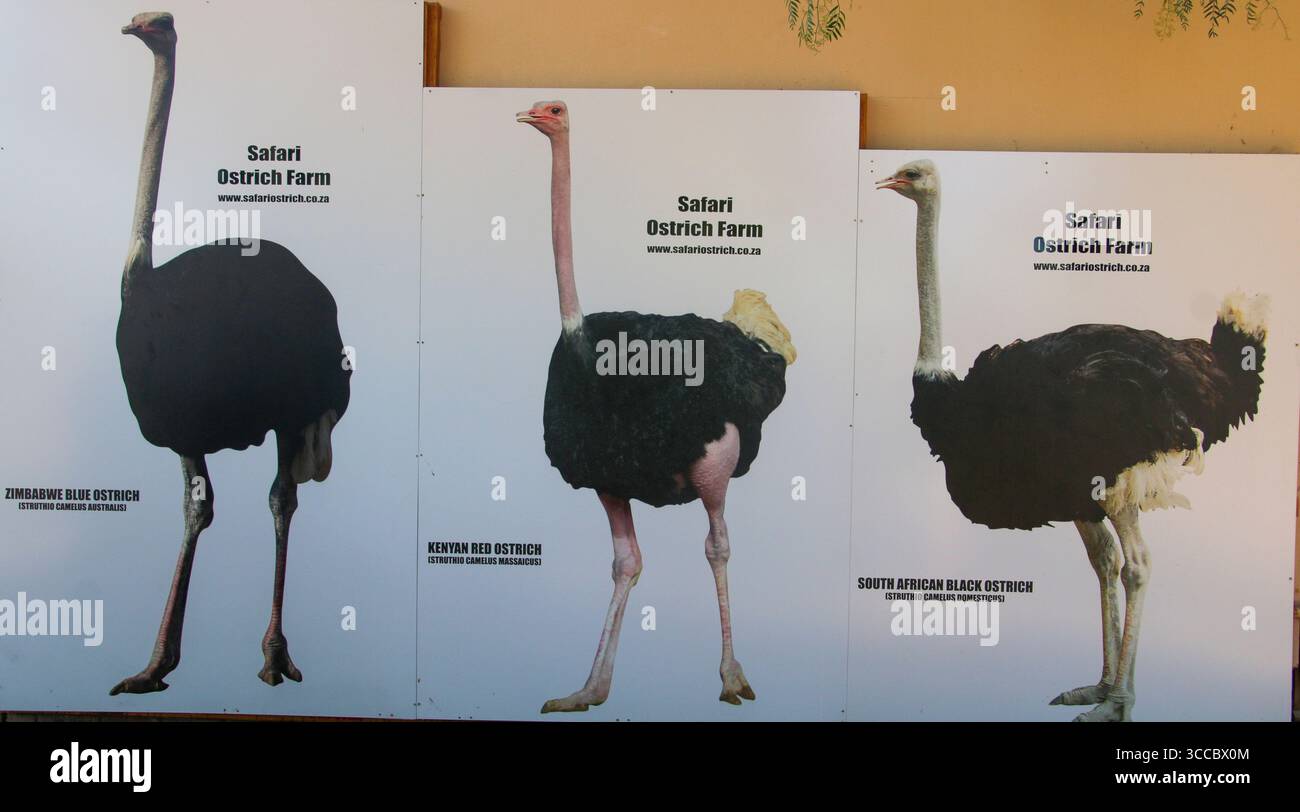 Safari Straußenfarm Südafrika Stockfoto
